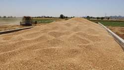 آغاز خرید تضمینی گندم در خراسان شمالی از ابتدای خرداد ماه